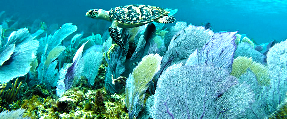 Snorkel with the best cozumel Snorkel tours Cozumel Mexico